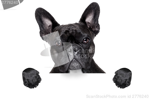 Image of french bulldog with banner