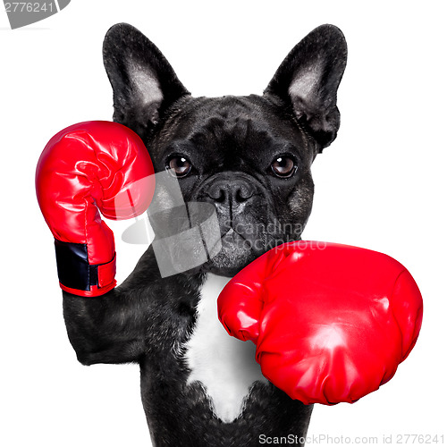 Image of boxing dog 