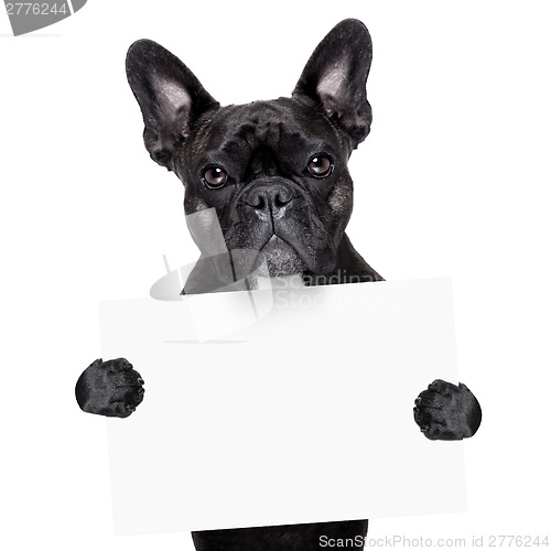 Image of french bulldog with banner