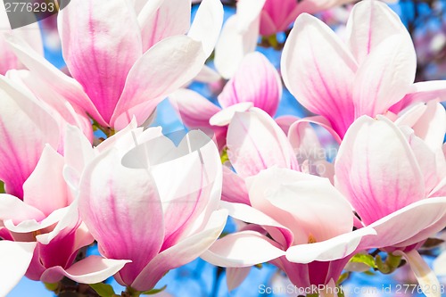 Image of Magnolia tree blossom.