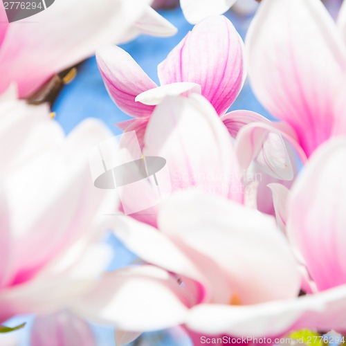 Image of Magnolia tree blossom.