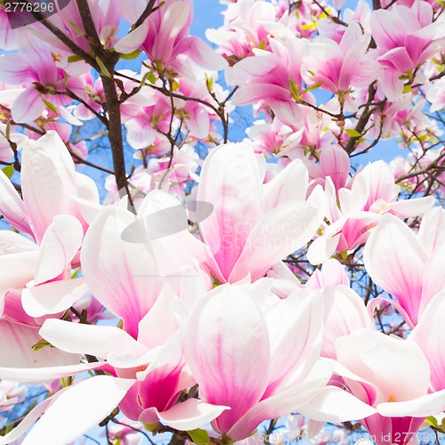 Image of Magnolia tree blossom.