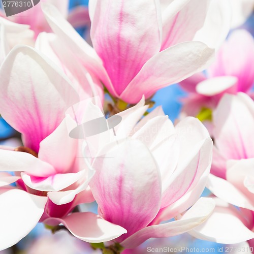 Image of Magnolia tree blossom.