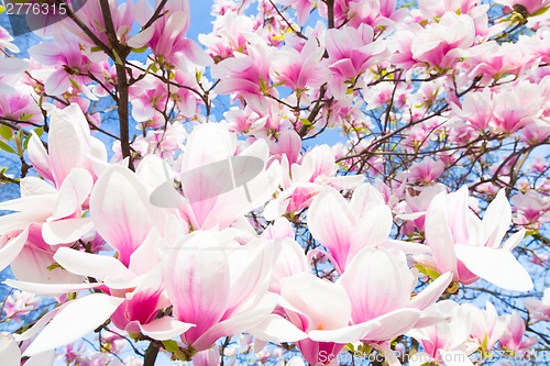 Image of Magnolia tree blossom.