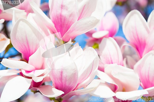 Image of Magnolia tree blossom.