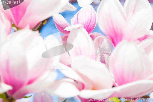 Image of Magnolia tree blossom.