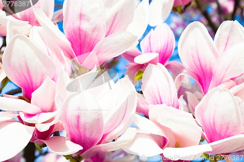 Image of Magnolia tree blossom.