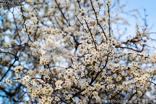 Image of white cherry blossom