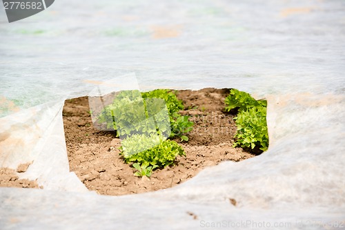 Image of Young Green Lettuce in the greenhouse