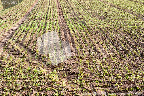 Image of fresh plants in plantation field