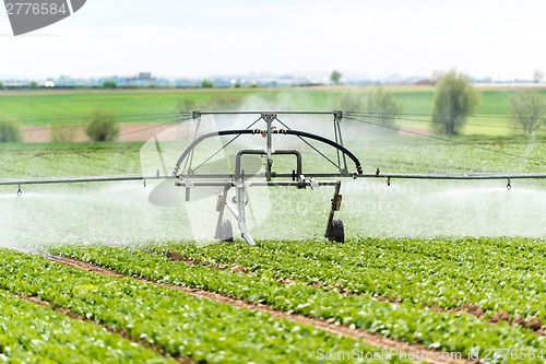 Image of watering lettuce fields