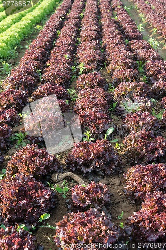 Image of lettuce fields