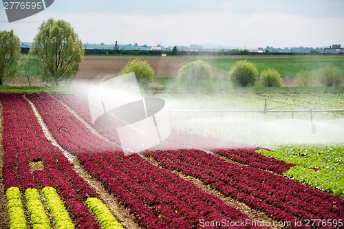 Image of watering lettuce fields