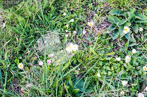 Image of Daisies and wild flowers