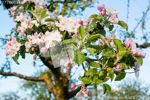 Image of apple blossom