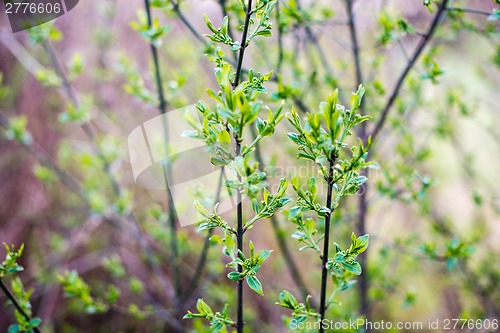 Image of Blossoming tree branches