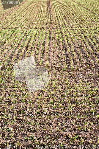 Image of fresh plants in plantation field