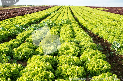 Image of lettuce fields