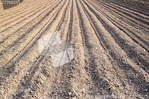 Image of freshly planted potatoes