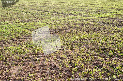 Image of fresh plants in plantation field