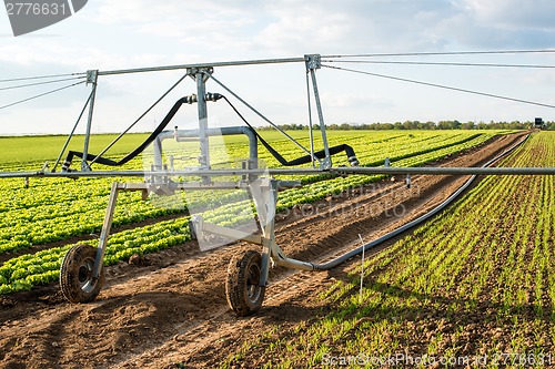 Image of irrigation on lettuce fields