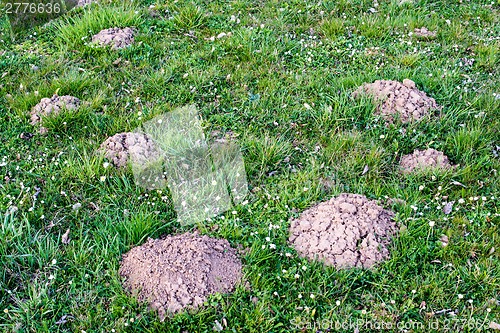 Image of Molehill lawn