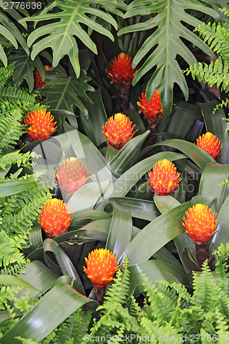 Image of Guzmania conifera