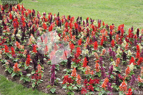 Image of Yellow and red ascocentruhm
