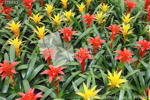 Image of Yellow and red guzmania