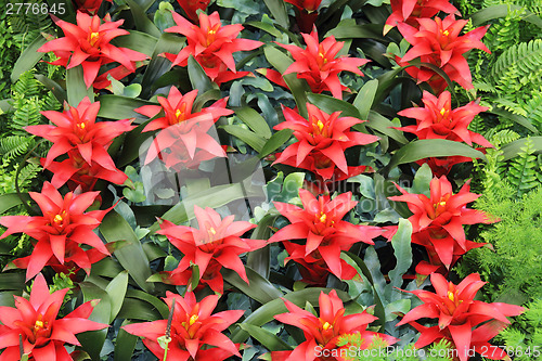 Image of Red flowers guzmania