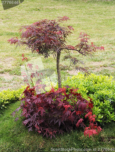 Image of Dwarf bonsai tree