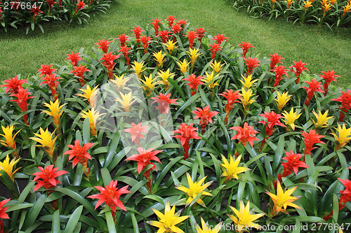 Image of Yellow and red guzmania2