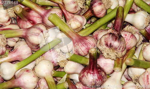 Image of Garlic