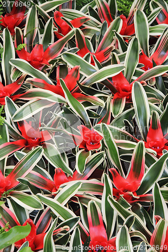 Image of Flowers cryptanthus2
