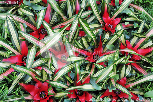 Image of Flowers cryptanthus