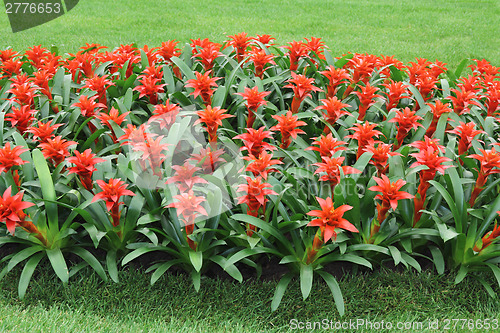 Image of Red flowers guzmania2
