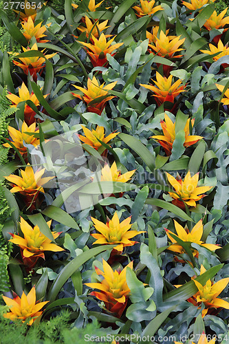 Image of Yellow flowers guzmania