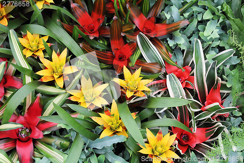Image of Yellow and red guzmania3