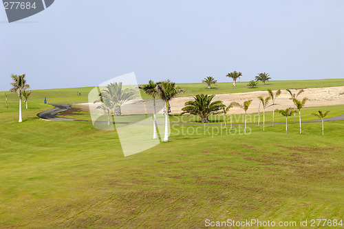 Image of Palms on golf course