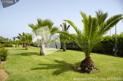 Image of Palms in garden