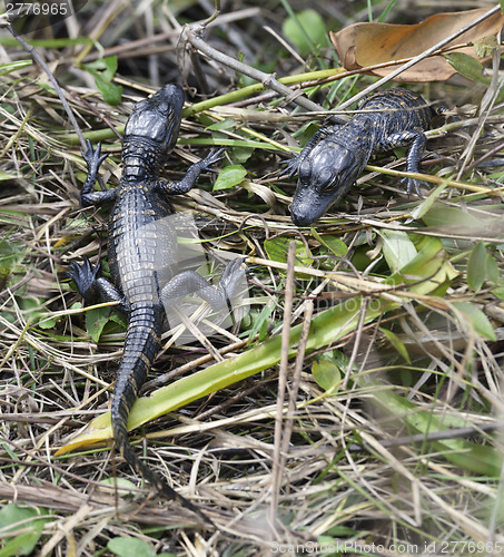Image of Baby Alligators