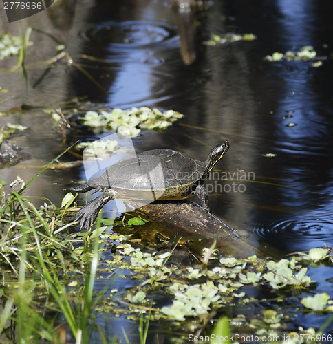 Image of Turtle On The Lake 