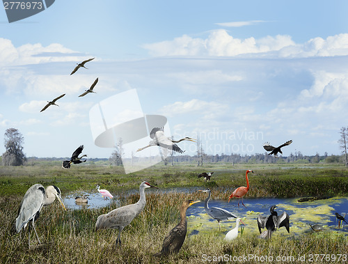 Image of Florida Wetlands Collage