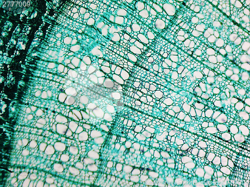 Image of Pine Wood micrograph