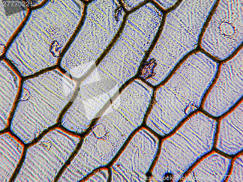 Image of Onion epidermus micrograph