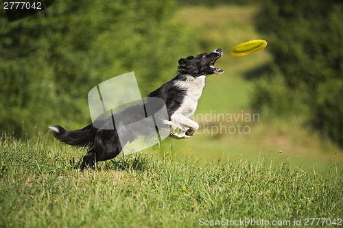 Image of Border Collie