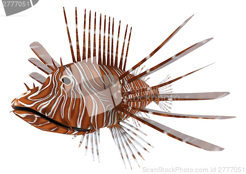 Image of Pterois or Lionfish