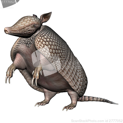 Image of Armadillo