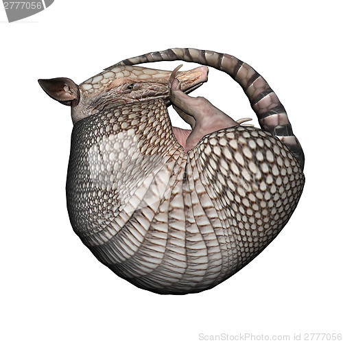 Image of Armadillo