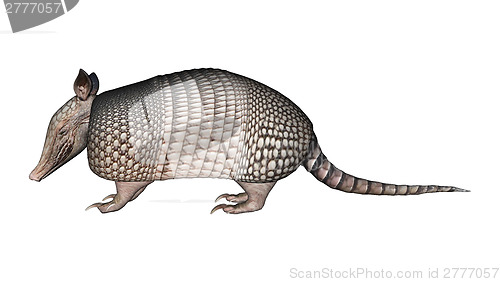 Image of Armadillo